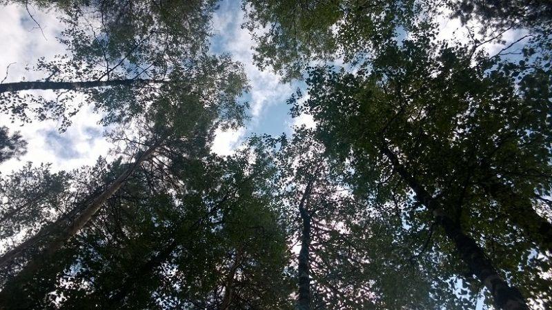 view from the hammock