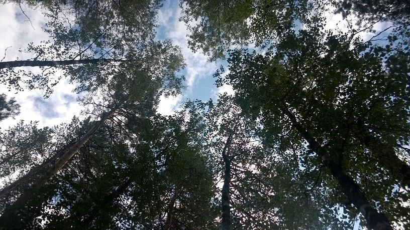 view from the hammock